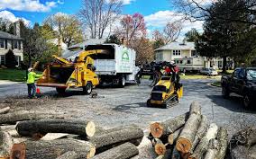 How Our Tree Care Process Works  in  La Crescent, MN