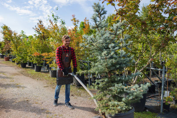 Professional Tree Removal in La Crescent, MN